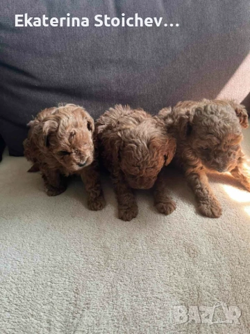 Пудел, снимка 2 - Пудели - 53983996