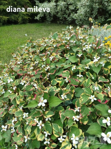 Хутиния, Houttuynia cordata, многогодишна и студоустойчива , снимка 2 - Градински цветя и растения - 54001747