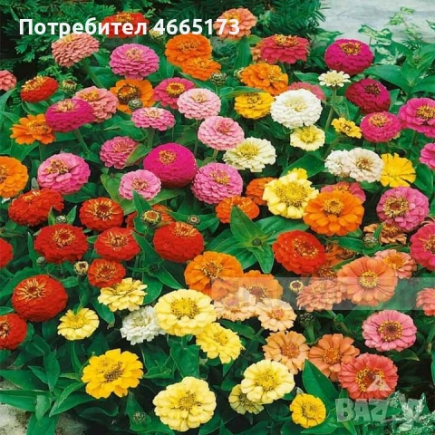Градинска Циния