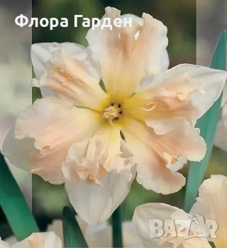 Луковици НАРЦИС - Предварителни поръчки, снимка 18 - Сортови семена и луковици - 46827345