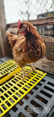 продавам кокошки носачки ломан Браун за яйца 