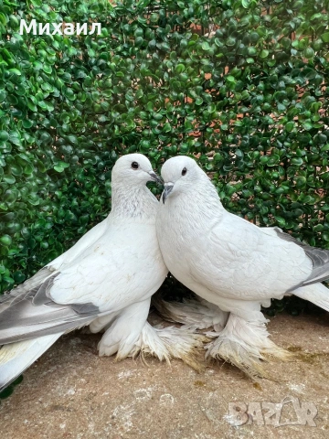 Саксонски Леден гълъб