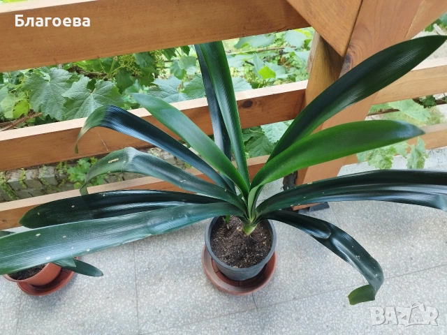 Кливия оранжева, снимка 3 - Стайни растения - 53755618