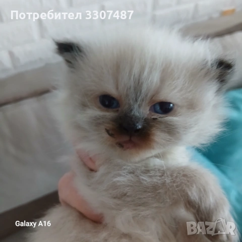 Коте Регдол, снимка 4 - Други - 54607291