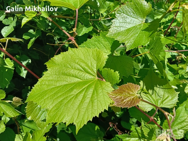 Черници плод , лозови листа , сезонни билки, снимка 6 - Домашни продукти - 54907435