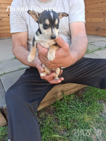 Продавам Пинчери, снимка 3 - Пинчер - 54803323