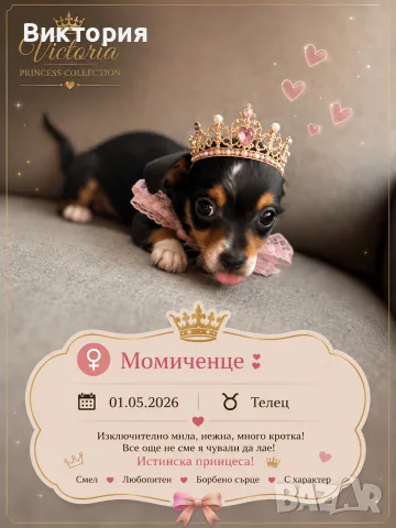 Мини Чихуахуа късокосмето 
, снимка 4 - Чихуахуа - 55595290