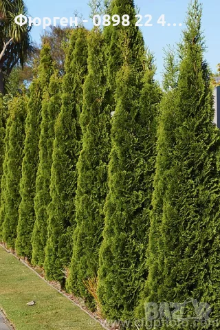Западна туя Смарагд (Thuja occidentalis Smaragd), снимка 2 - Градински цветя и растения - 27492741