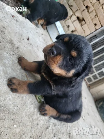 🐶 Свободни са 2 женски и 1 мъжко кученце. с по 1 ваксина, снимка 8 - Ротвайлер - 55424016