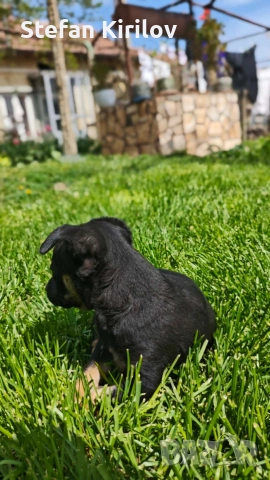 продавам мини пинчер, снимка 6 - Пинчер - 54251248