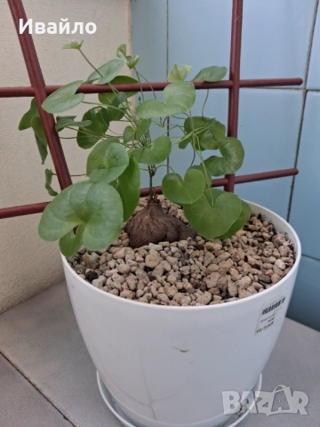 Сукуленти само за ценители, снимка 8 - Стайни растения - 35248161