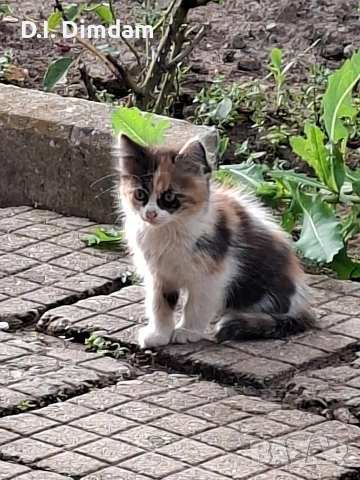 Подарявам котета