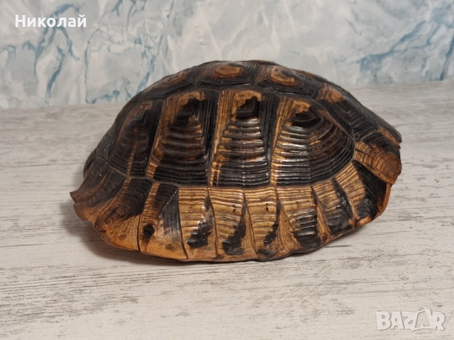 Стара Коруба от Костенурка 