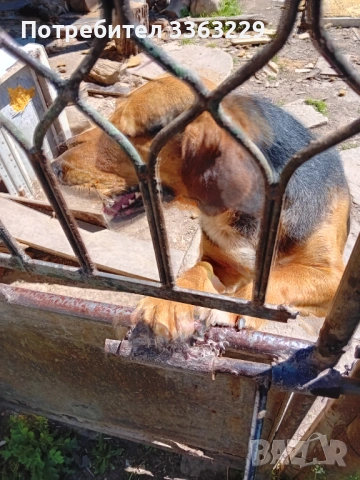 Продавам гонче, снимка 6 - Гонче - 54358672