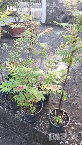 Продавам декоративен храст Сорбария (Sorbaria), снимка 2 - Градински цветя и растения - 54007351