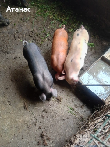 Продавам малки прасенца 100 евро за брой, снимка 5 - Прасета - 51133012