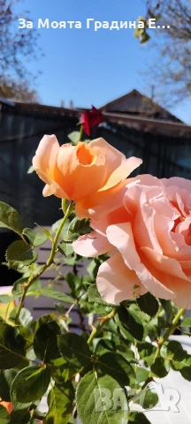 Щамбови Рози 🌹 Роза дръвче! , снимка 13 - Градински цветя и растения - 54425095