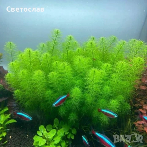 Аквариумни растения, снимка 4 - Оборудване за аквариуми - 54752938