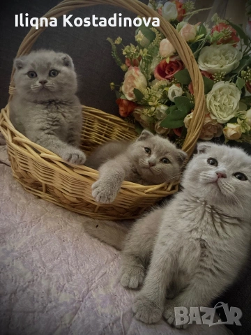Малки клепоухи пухчета 