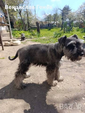 Цверг шнауцер, цвергшнауцер мини шнауцер, снимка 7 - Други - 53054533