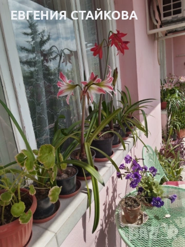 🌺 Цъфтящи амарилиси (хипеаструми) – готови да разкрасят дома ти! 🌺 Безплатна доставка над 6 бр., снимка 12 - Стайни растения - 36481425