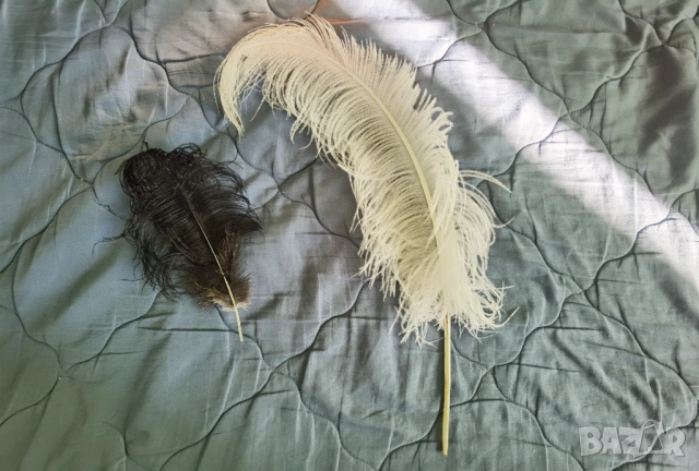 Бяло щраусово перо- подарявам, само за Русе