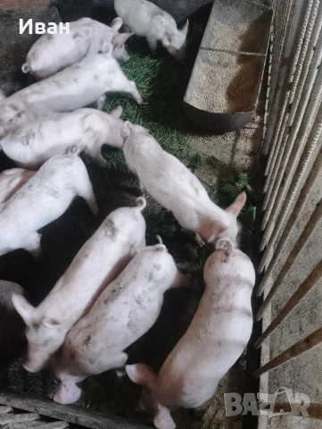 продавам малки прасета , снимка 3 - Прасета - 54814940