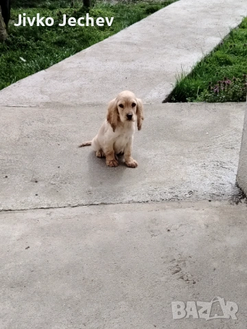 Кокер Шпаньол , снимка 5 - Кокер шпаньол - 54005140