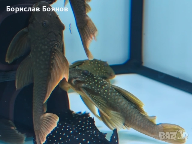 pleco, снимка 5 - Рибки - 54176529