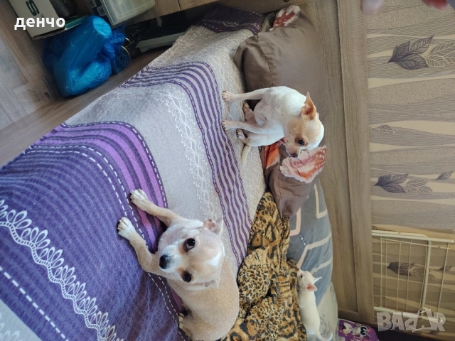 продавам мини чихупинчери, снимка 17 - Чихуахуа - 55240996