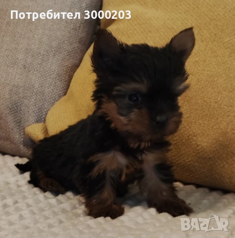 Йоркширски териер