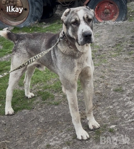 Мъжки Вълкодав, снимка 4 - Кавказка овчарка - 54184617