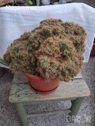 Кактус скаличка голяма