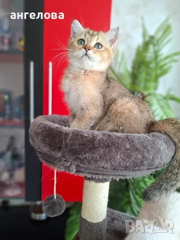 Британски и Шотландски котенца, снимка 3 - Британска късокосместа - 55503983