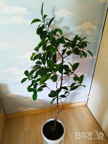 Женшен , снимка 3 - Стайни растения - 54322150