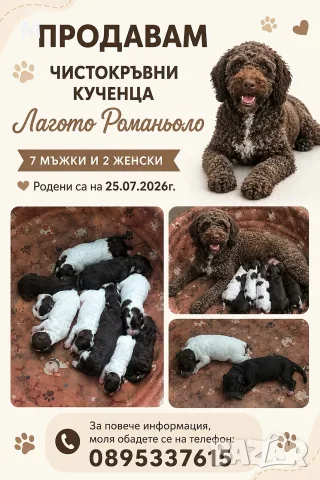 Кученца Лагото Романьоло за трюфели или домашен любимец