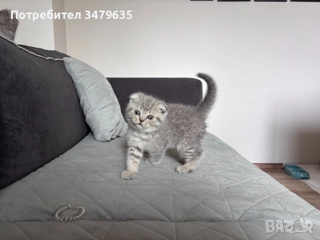 Шотландски/ британски котета , снимка 2 - Други - 54579117