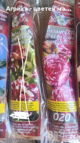 РОЗИ корени НОВО ЗАРЕЖДАНЕ от лицензиран разсадник , снимка 15 - Градински цветя и растения - 42675882