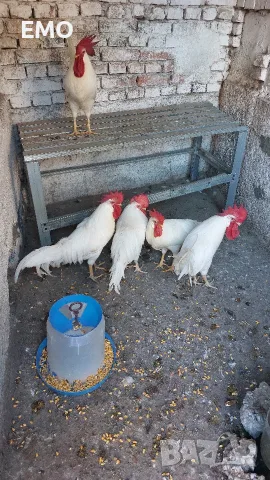 Бял легхорн!!!!