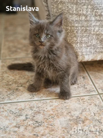 котенца Мейн Куун, снимка 5 - Мейн кун - 55670869