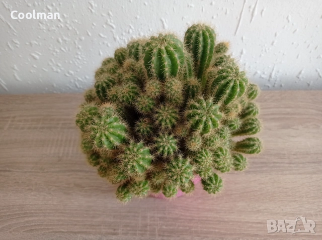 Кактус, снимка 5 - Стайни растения - 54097185