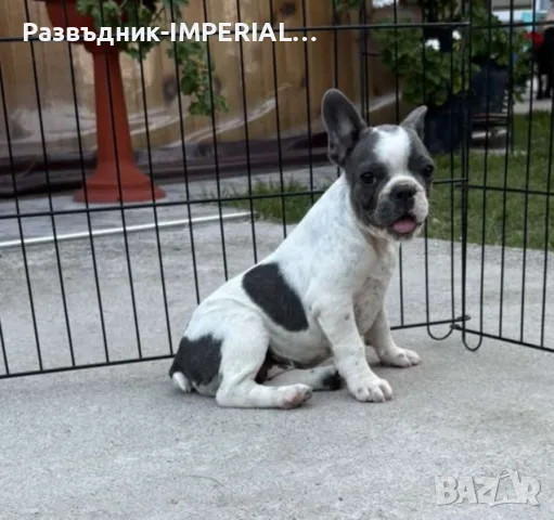 френски булдог-булдочета, снимка 5 - Френски булдог - 55334691