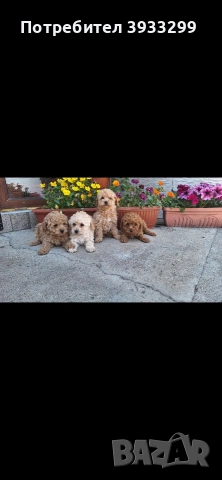 Той пудел Той пуделчета