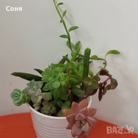 Сукуленти вкоренени микс, снимка 12 - Стайни растения - 54008928