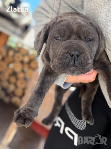 Кане корсо, снимка 3 - Кане корсо - 54104454