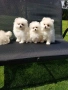 Померан померанчета Гр София , снимка 1