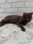 Британско късокосместо мъжко коте , снимка 2