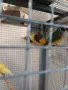 продавам няколко вида амадини, снимка 2