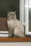 Британски късокосмести котки, снимка 8