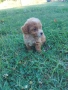 Малтипу/Maltipoo, снимка 10